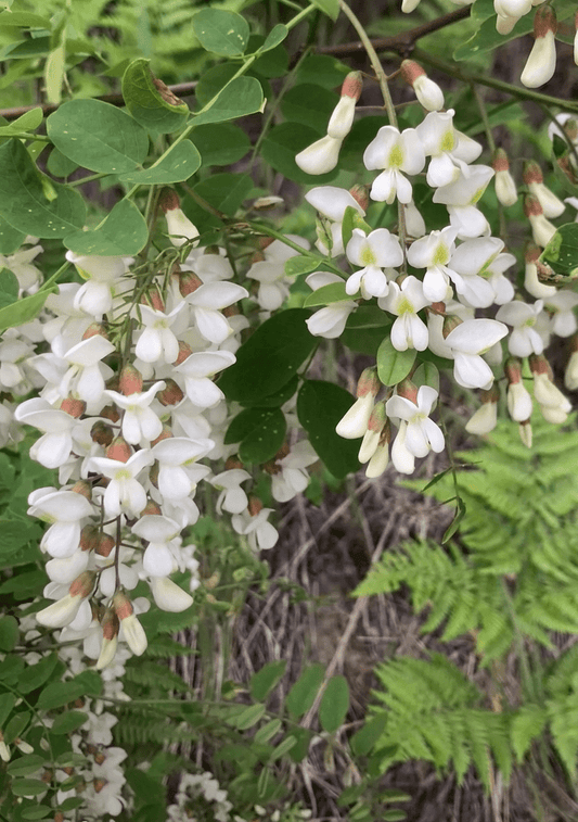 The Uninvited Guest That Tastes Like Honey: A Forager's Guide to Black Locust Blossoms - Kootenay Woman
