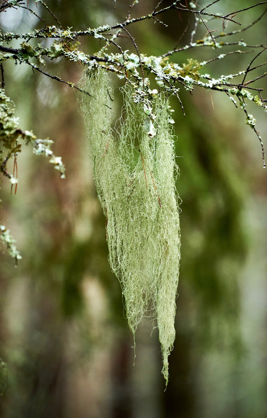 Usnea Barbata: Nature’s Penicillin - Kootenay Woman