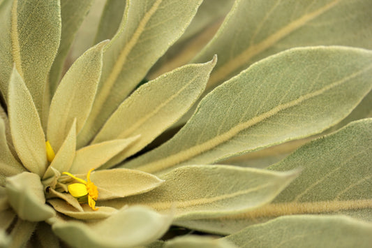 The Many Amazing Benefits of Wild Mullein: A Forager’s Guide