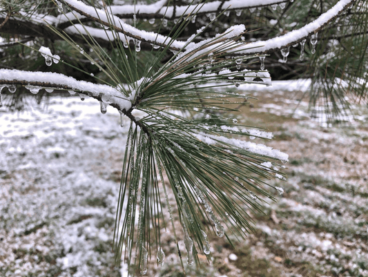 White Pine Tea: High Vitamin C, But Only If You Don't Boil It - Kootenay Woman