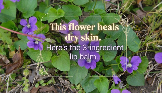 Wild Violets: The First Flower of Spring - Kootenay Woman