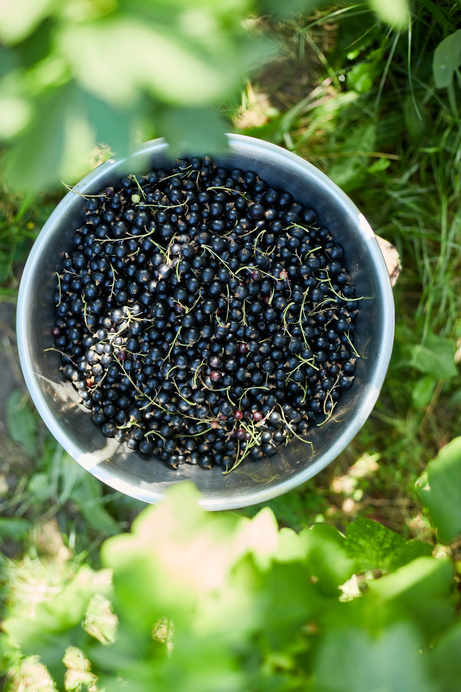 Elderberries