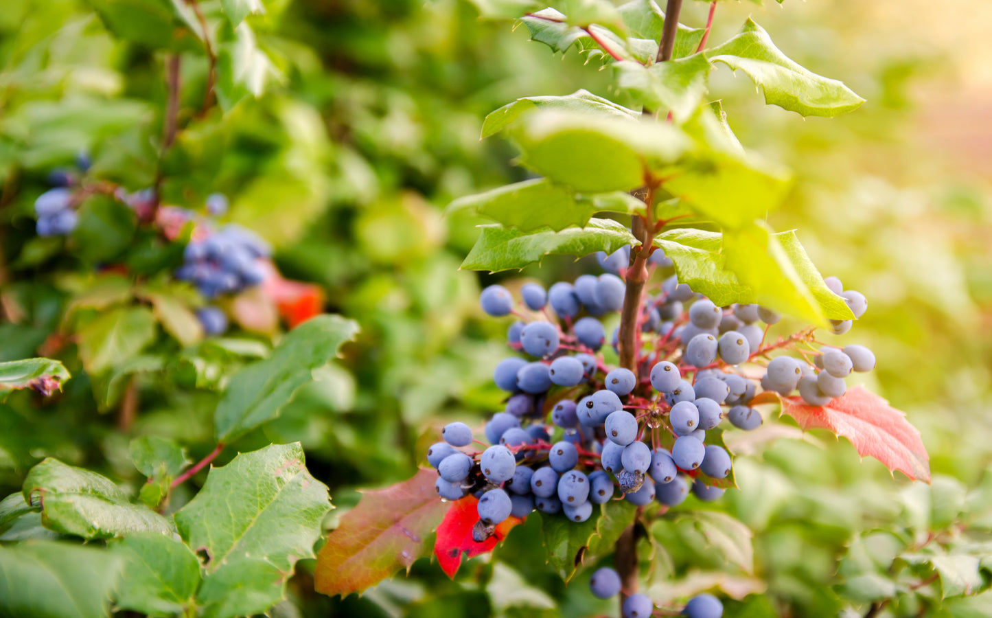 Oregon Grape Syrup