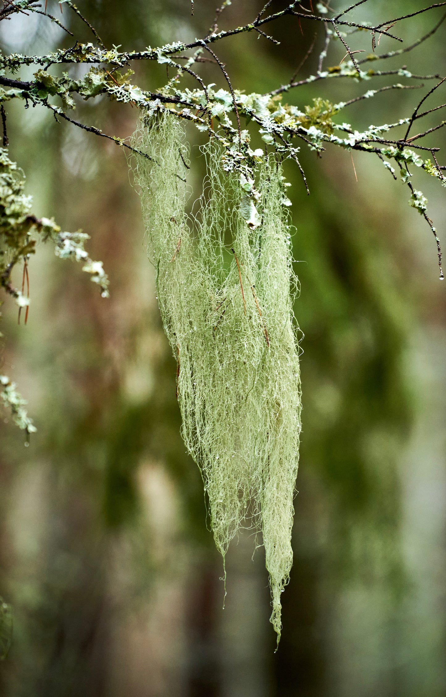 Usnea Barbarata (Old Man’s Beard)