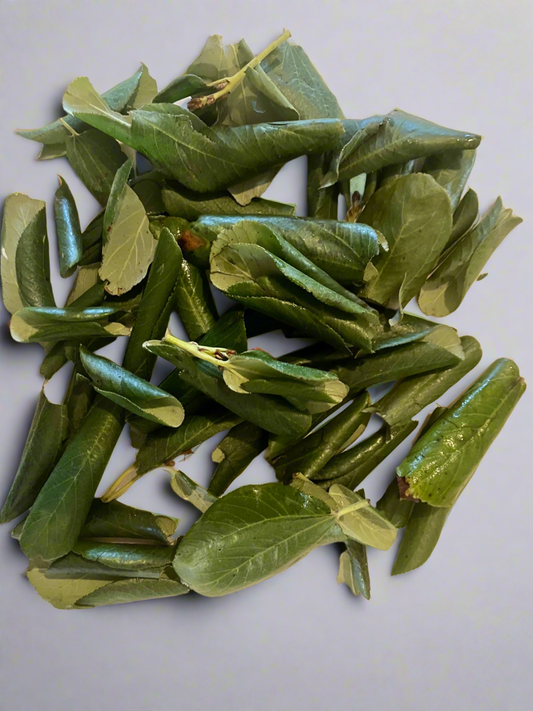 Snowbrush Tea Leaves (Ceanothus velutinus)