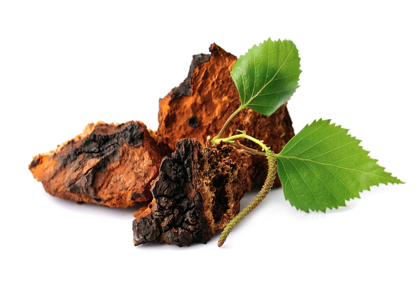 Wild Harvested Chaga Mushroom