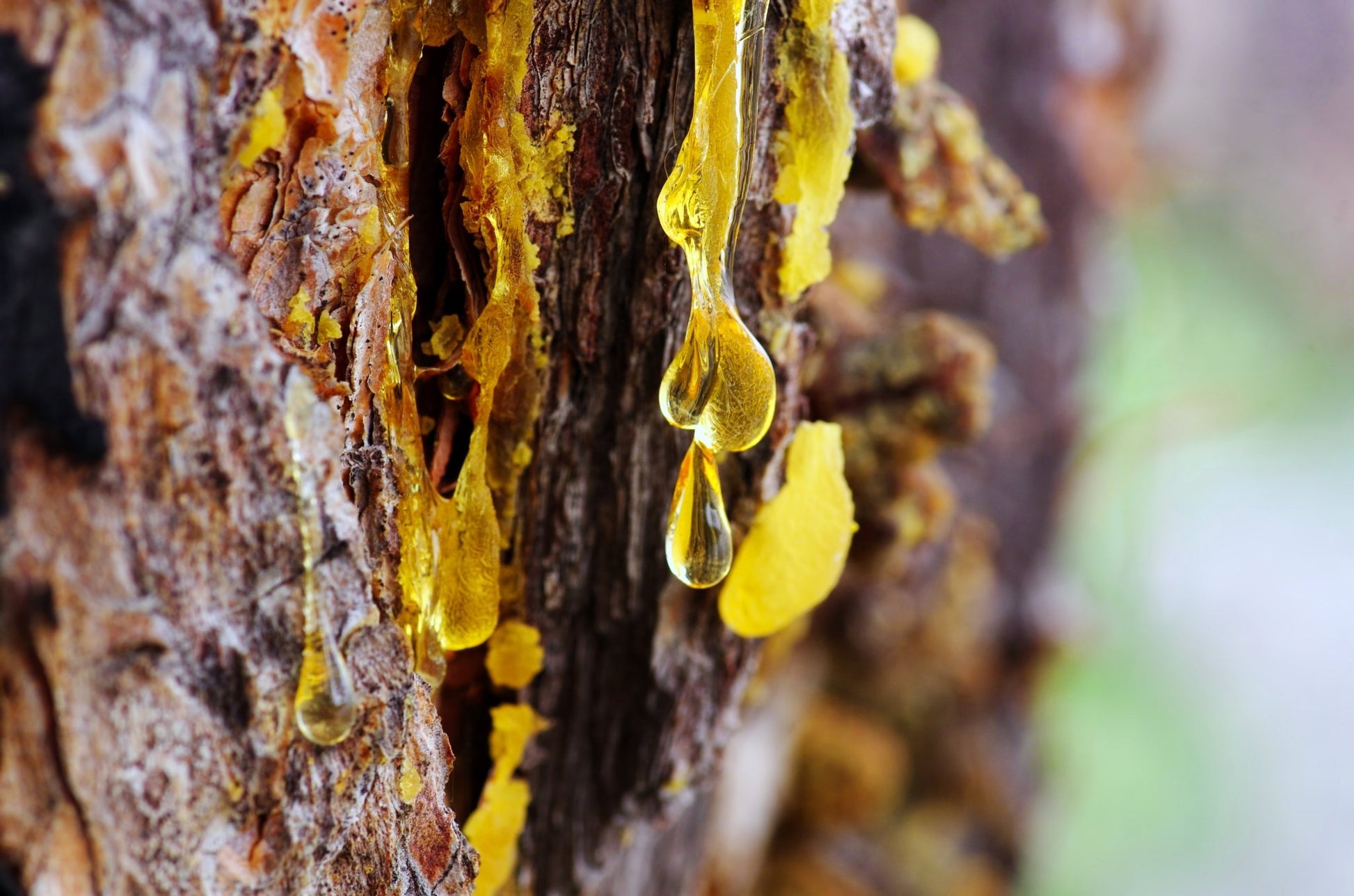 Canada Tree Resins: A Complete Foraging & Usage Guide - Kootenay Woman