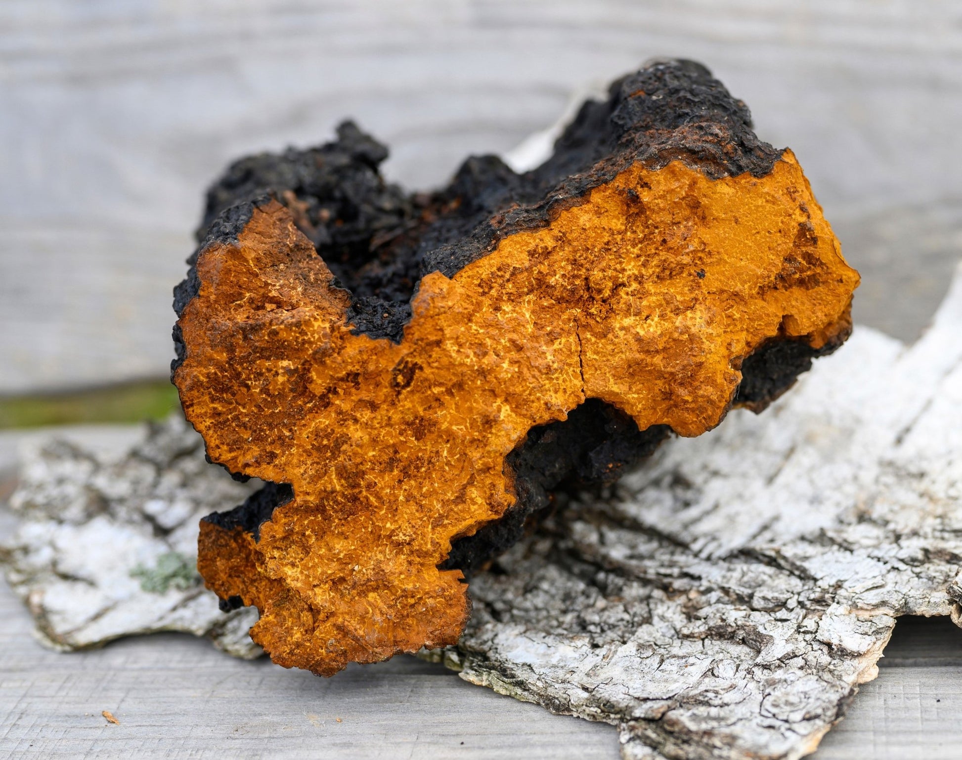 Chaga Mushroom Usage Guide - Kootenay Woman