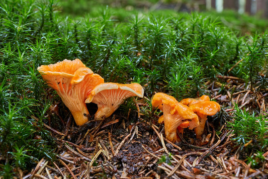 Chanterelle Mushrooms: Complete Usage Guide