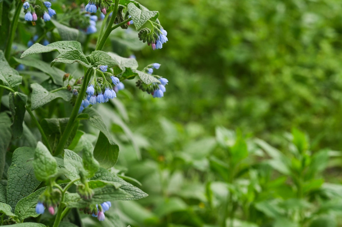 Comfrey: A Complete Foraging & Usage Guide - Kootenay Woman
