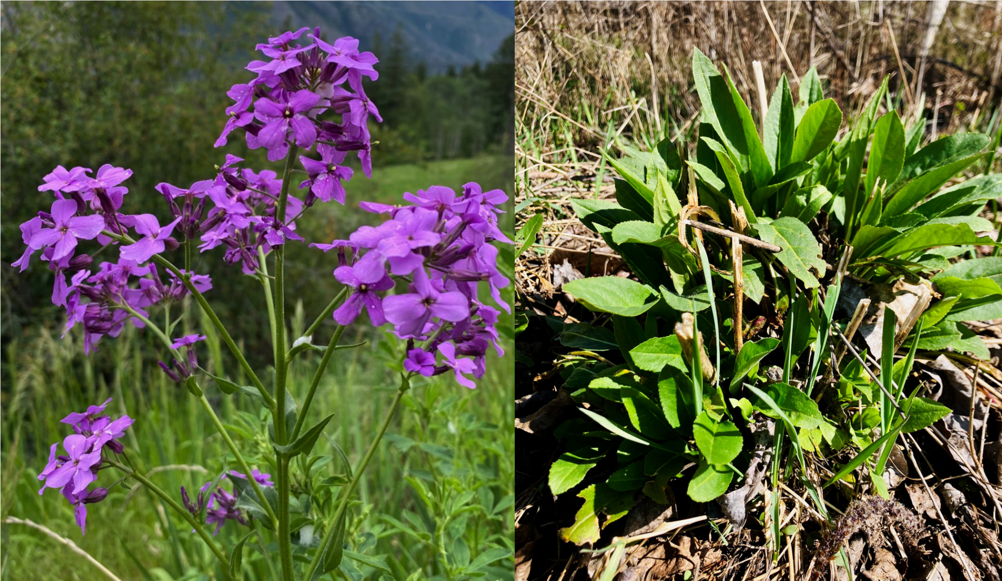 Dame's Rocket: A Complete Foraging & Usage Guide - Kootenay Woman