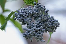 Elderberry Syrup Kit: Wild Food For All Donation - Kootenay Woman
