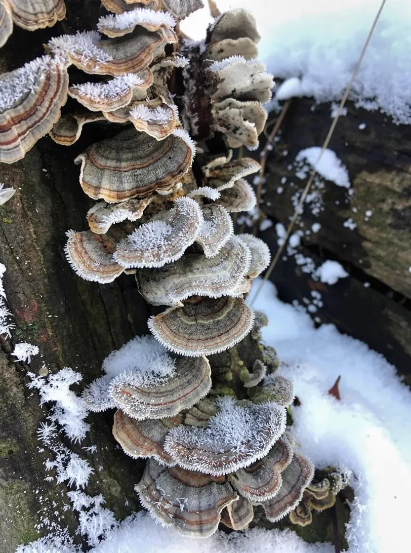 The Deep Winter Forager's Guide: Harvesting Roots, Fungi & Evergreens in Canada