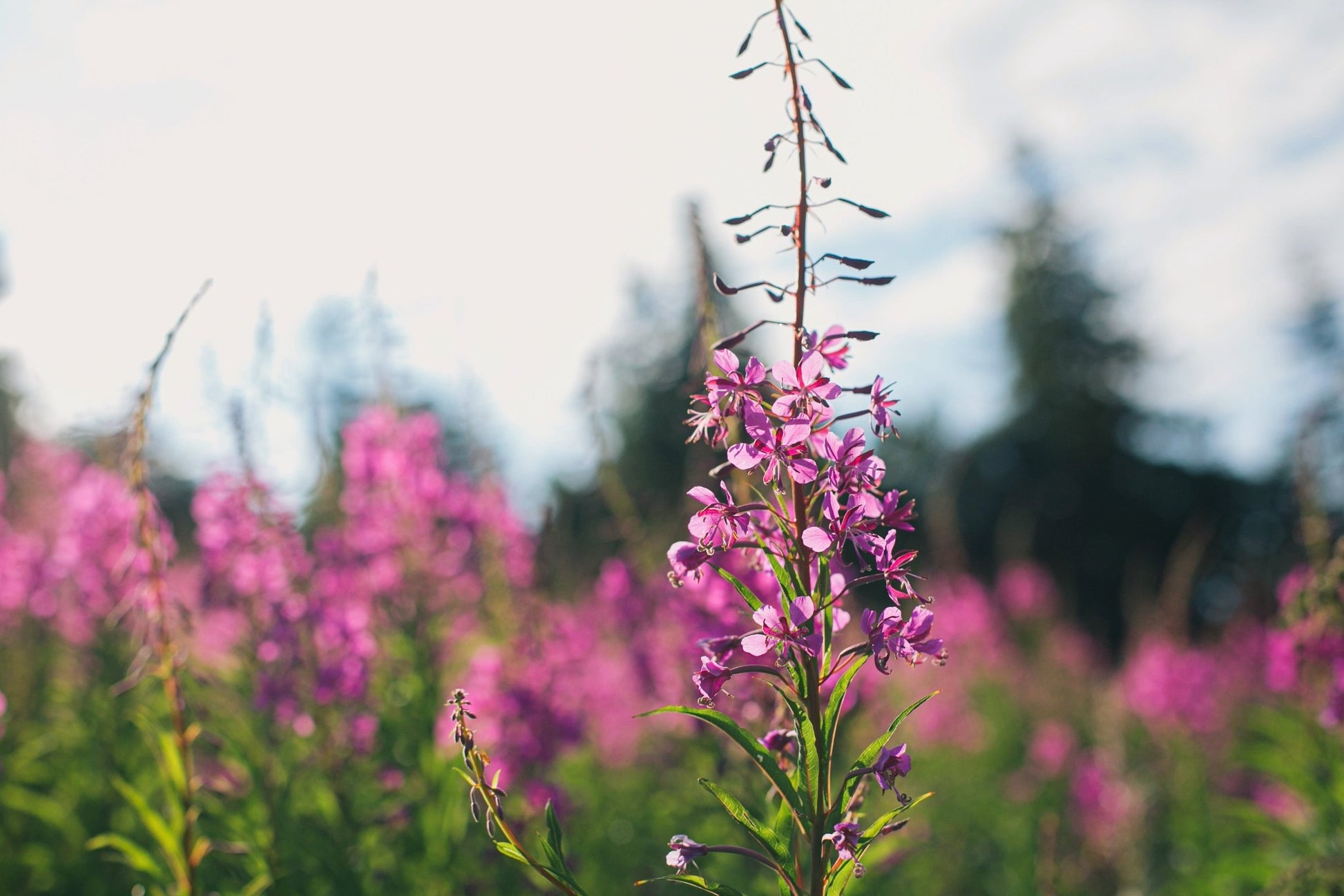 Fireweed: Complete Usage Guide - Kootenay Woman