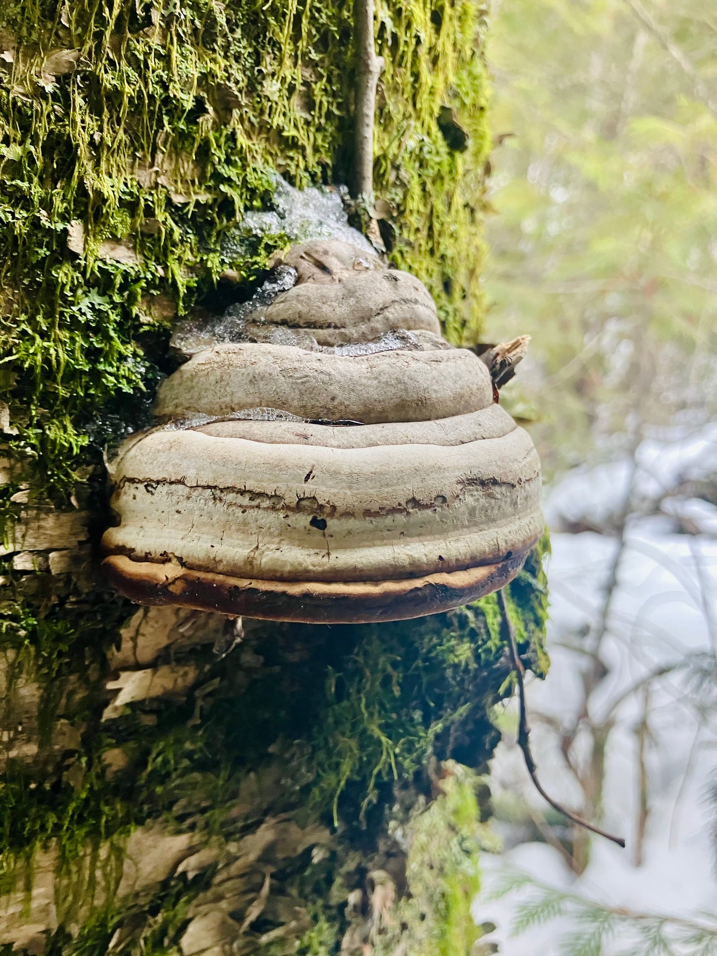 Fomentus Fomentarius (Tinder Fungus)