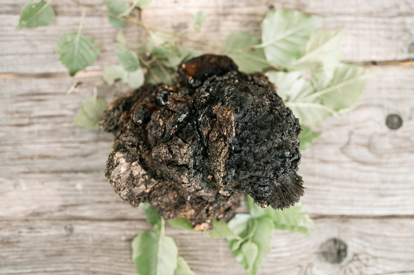 Wild Harvested Chaga Mushroom