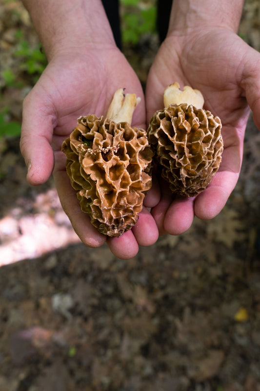 Forager's Handbook