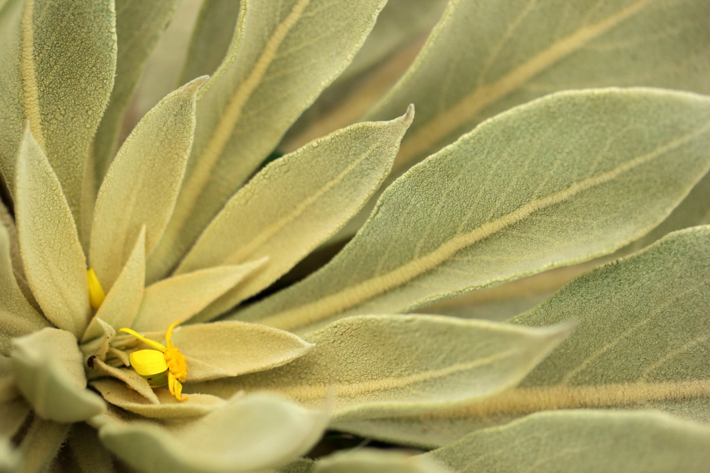 Mullein Leaves - Kootenay Woman