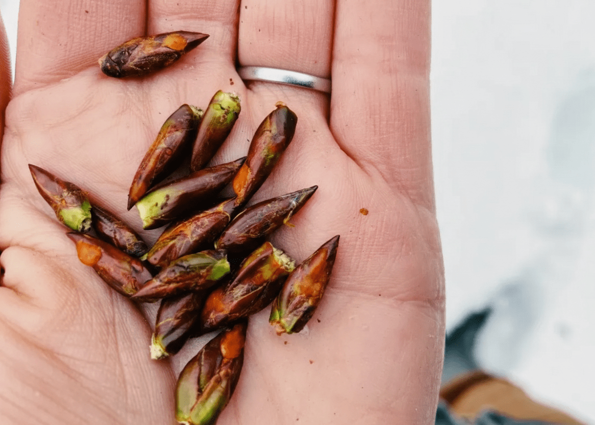 Nectar & Nourish: A Wildcrafted Subscription - Kootenay Woman