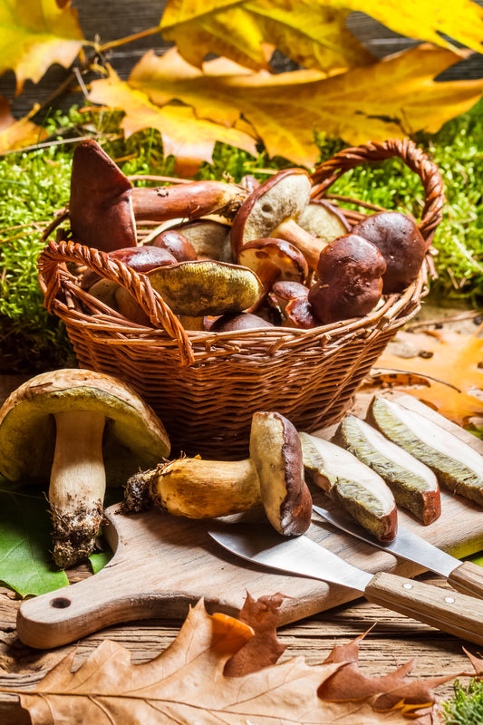 Late-Season Forager's Guide: Autumn Roots & Fungi of Western Canada