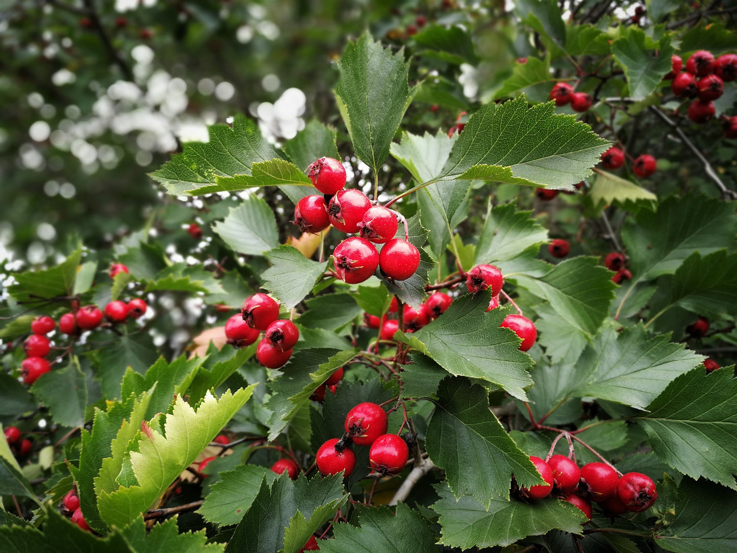 Wild Hawthorn Berry: A Comprehensive Usage Guide