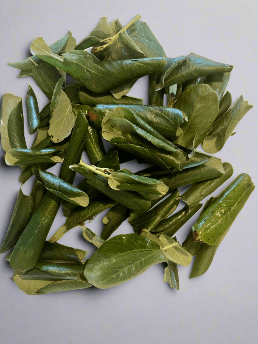 Snowbrush Tea Leaves (Ceanothus velutinus) - Kootenay Woman