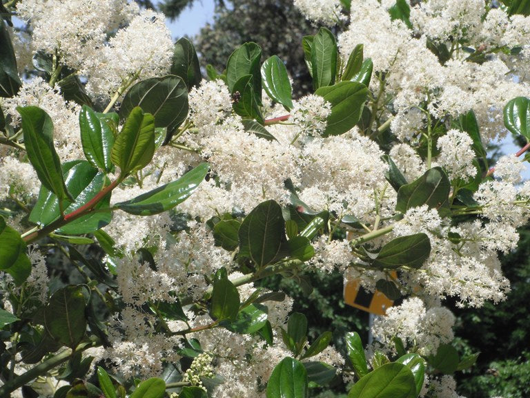 Snowbrush Tea Leaves (Ceanothus velutinus)