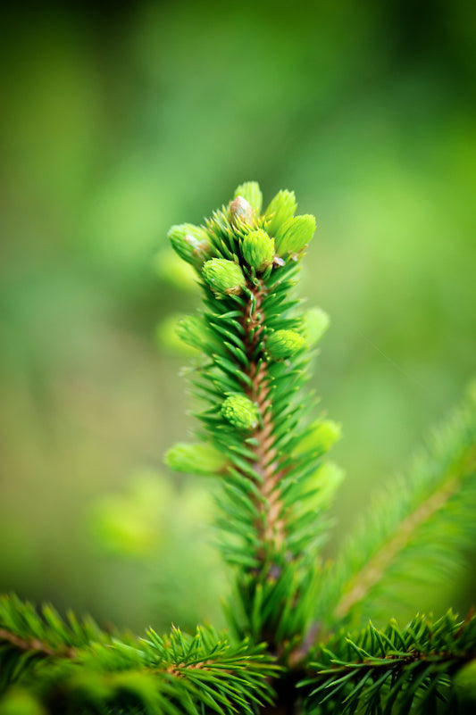 Wild Foraging Guide: Spring & Early Summer Edibles of Canada