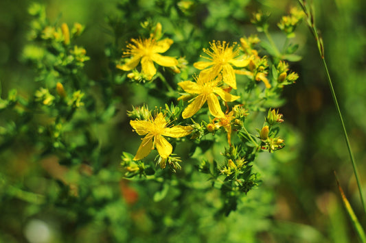 St. John's Wort: A Complete Foraging & Usage Guide - Kootenay Woman