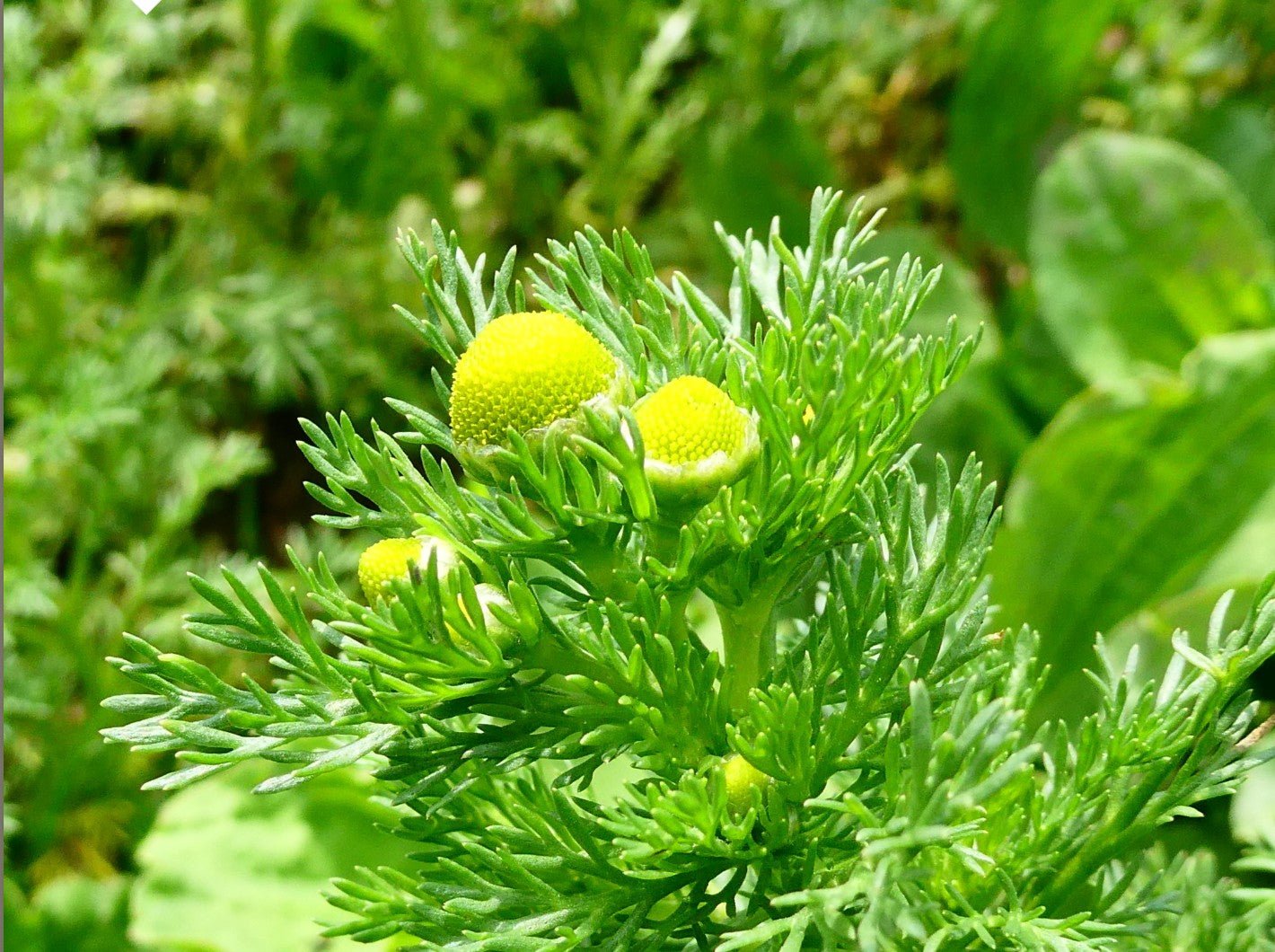 The Complete Guide to Wild Pineapple Weed - Kootenay Woman