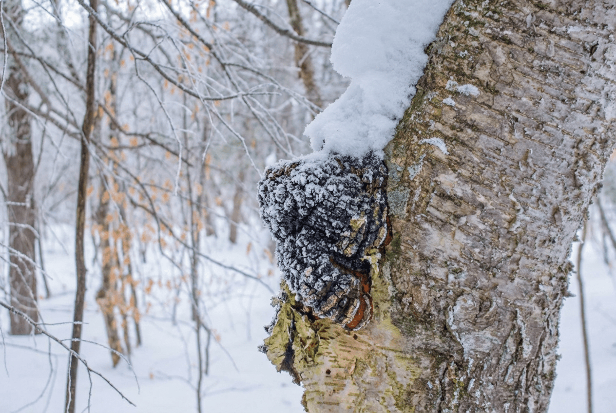 The Deep Winter Forager's Guide: Harvesting Roots, Fungi & Evergreens in Canada - Kootenay Woman