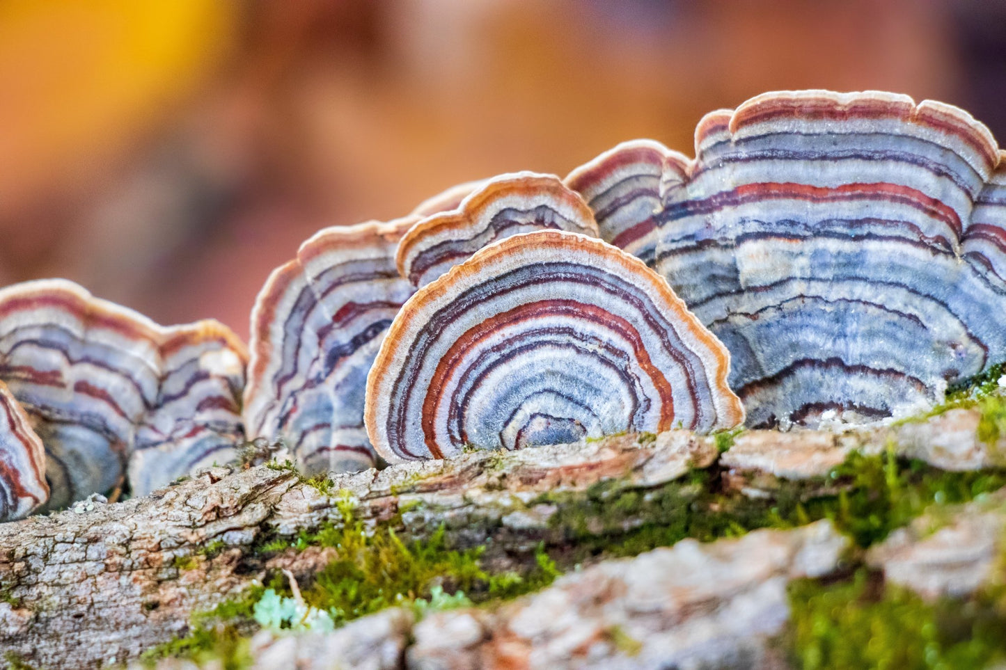 Turkey Tail: A Complete Foraging Guide - Kootenay Woman