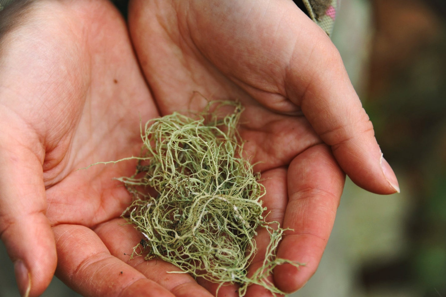 Usnea Barbarata (Old Man’s Beard) - Kootenay Woman