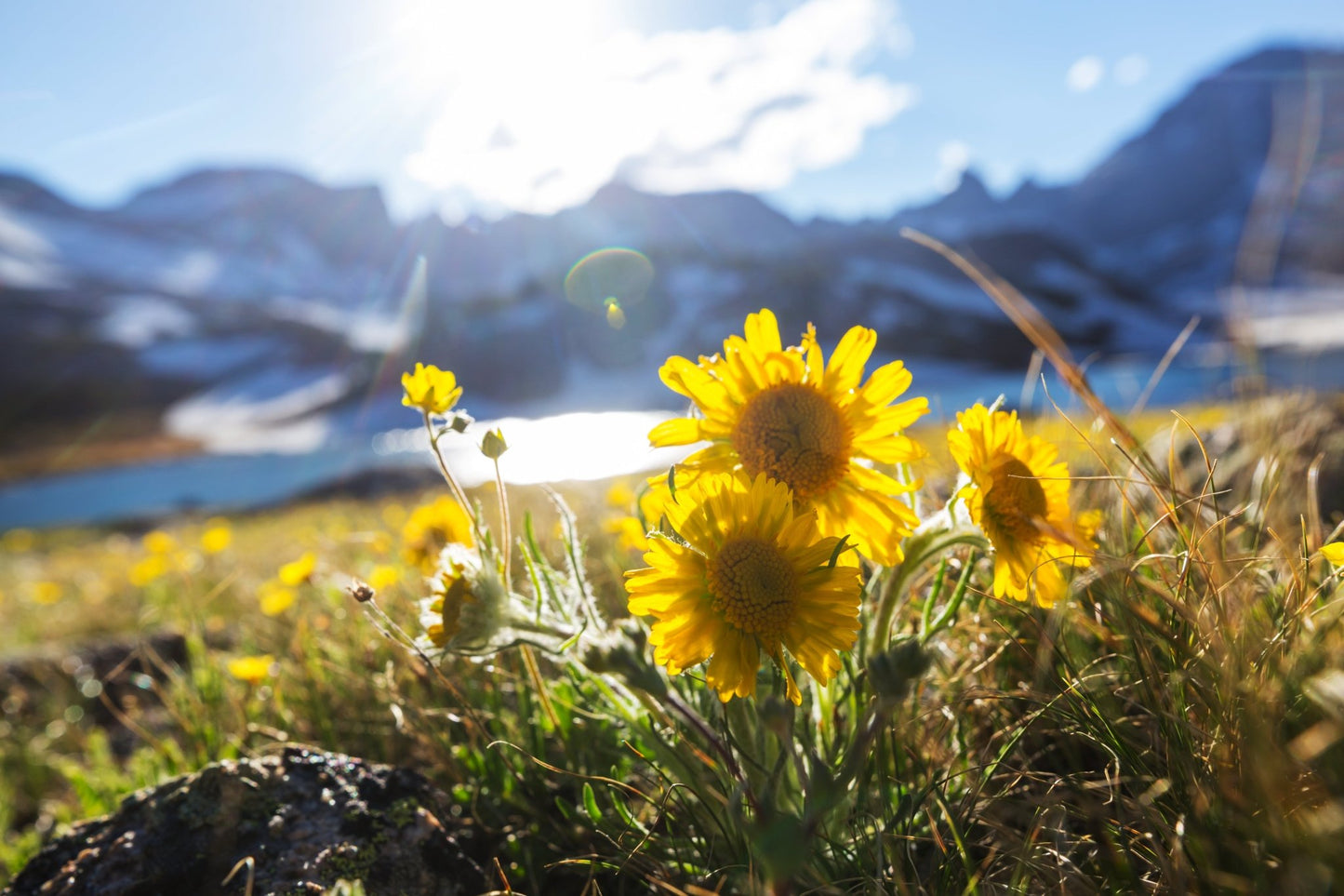 Wild Arnica: A Complete Forager’s Guide to Identification, Harvesting, and Medicinal Use - Kootenay Woman