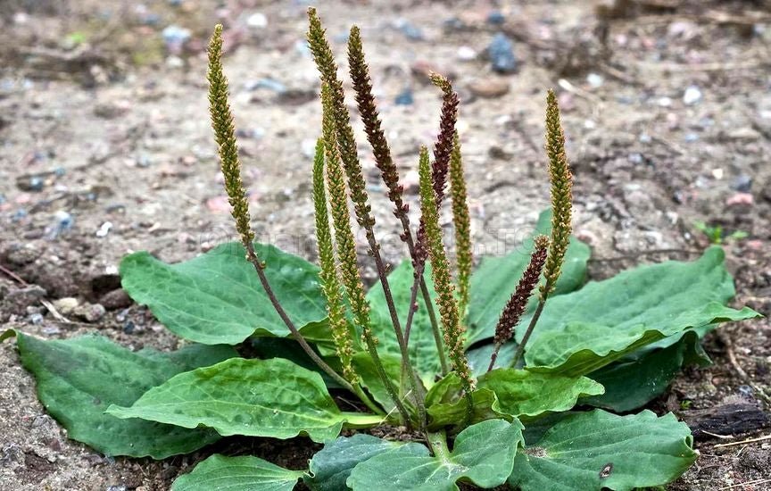 Wild Broadleaf Plantain Usage Guide - Kootenay Woman