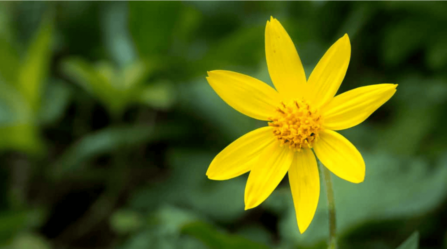 Wild - Harvested Arnica Flowers - Kootenay Woman