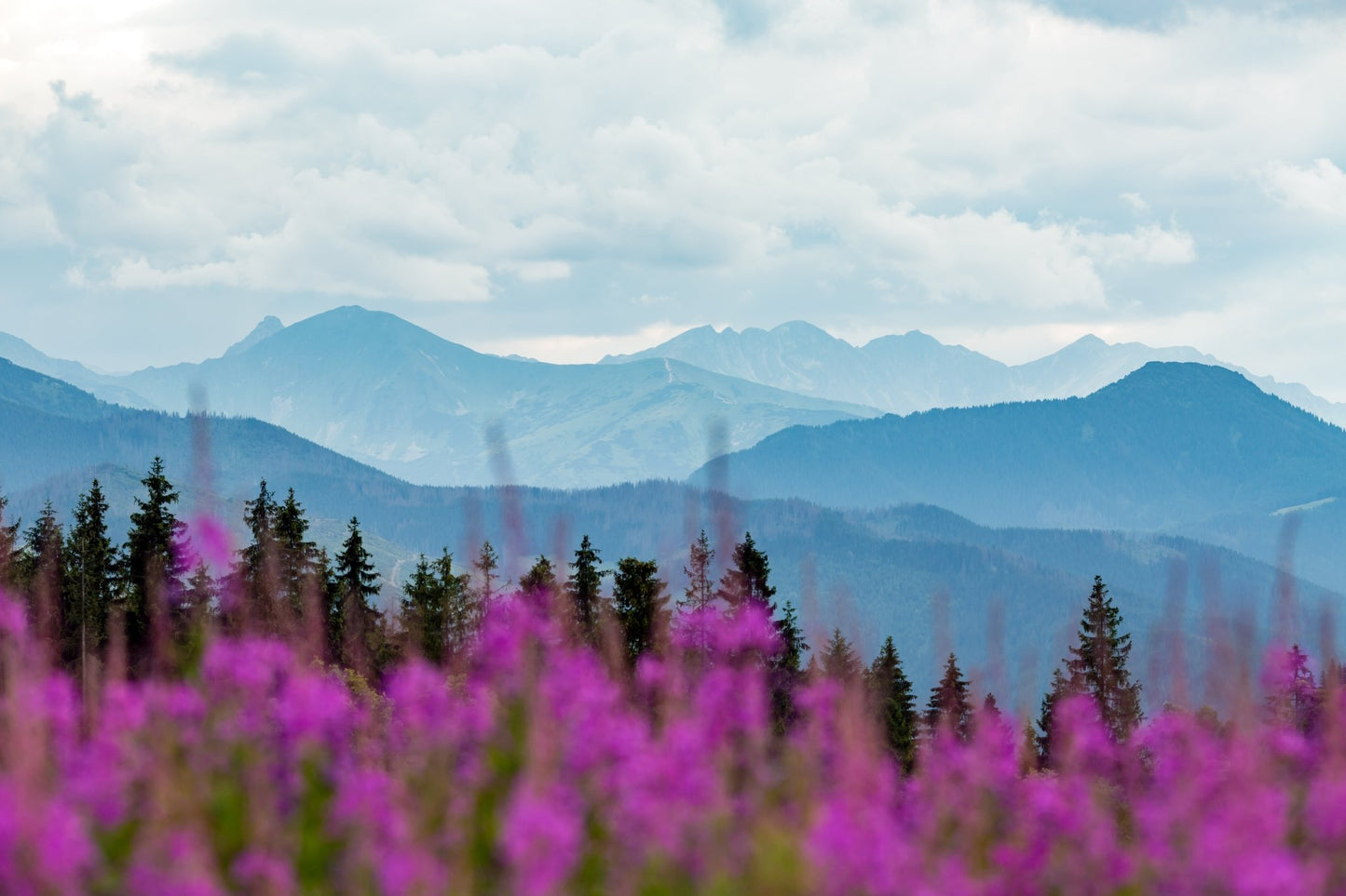 Wild - Harvested Canadian Fireweed Tea - Kootenay Woman
