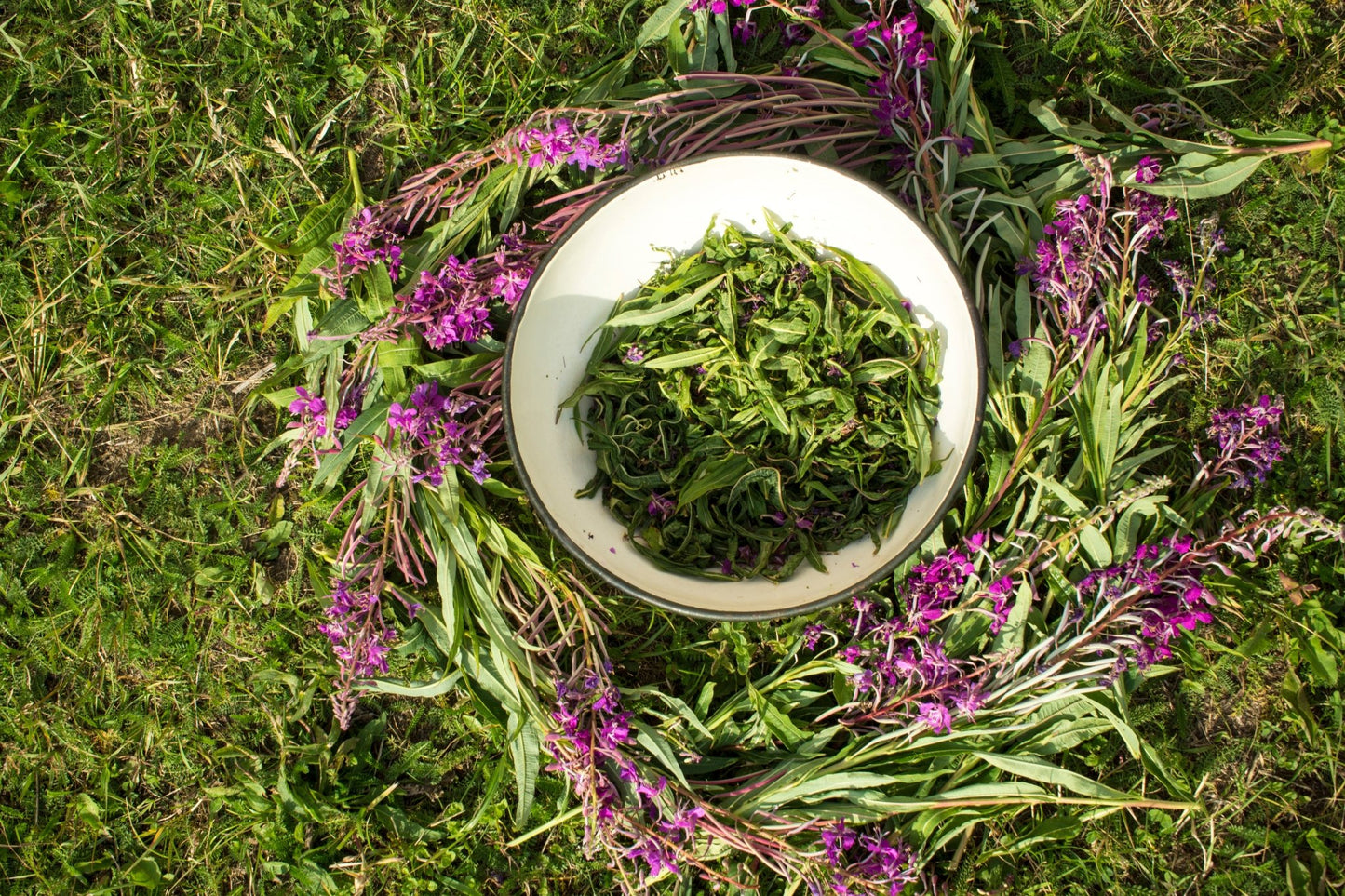 Wild - Harvested Canadian Fireweed Tea - Kootenay Woman