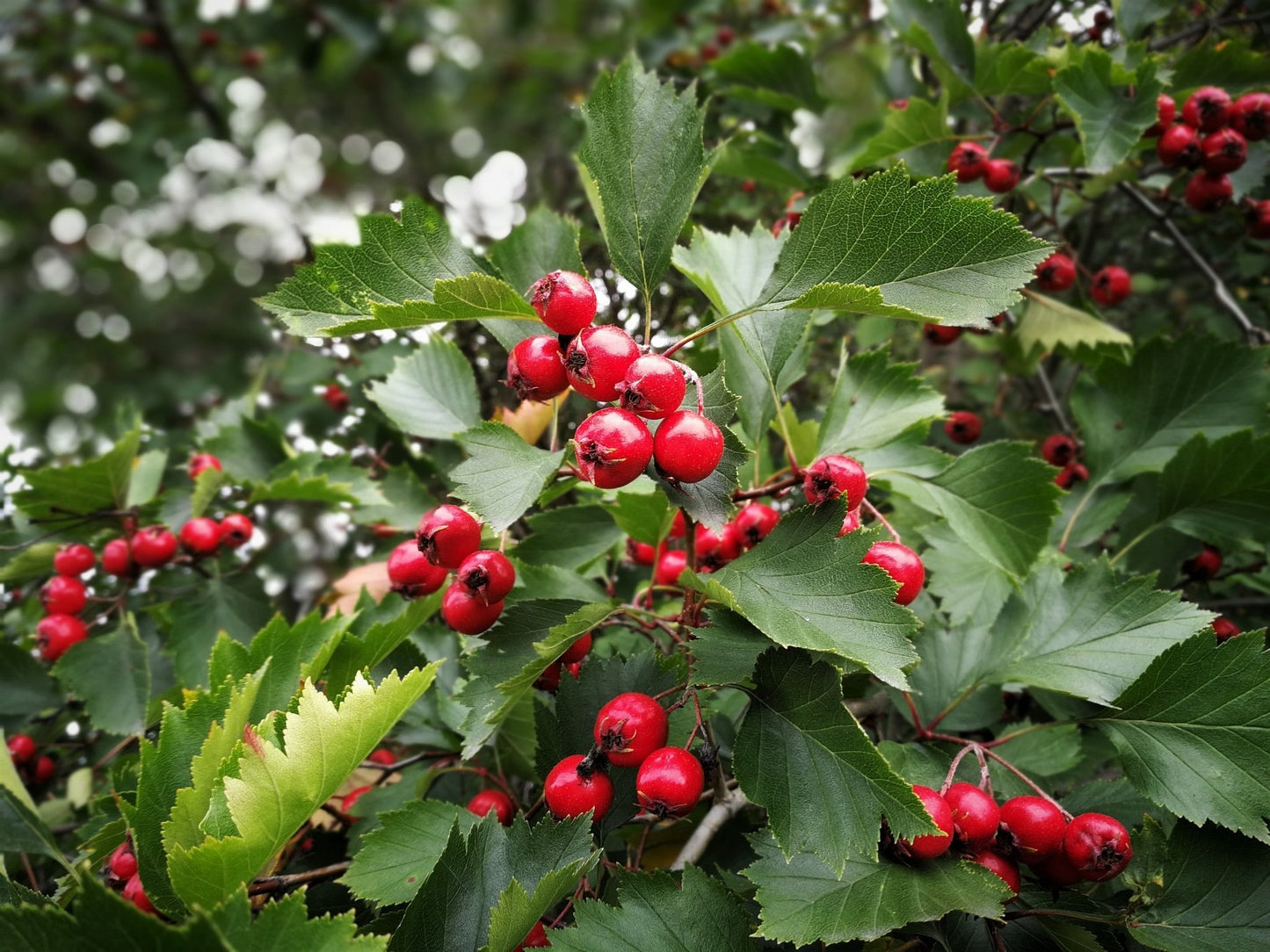Wild Hawthorn Berry: A Comprehensive Usage Guide - Kootenay Woman