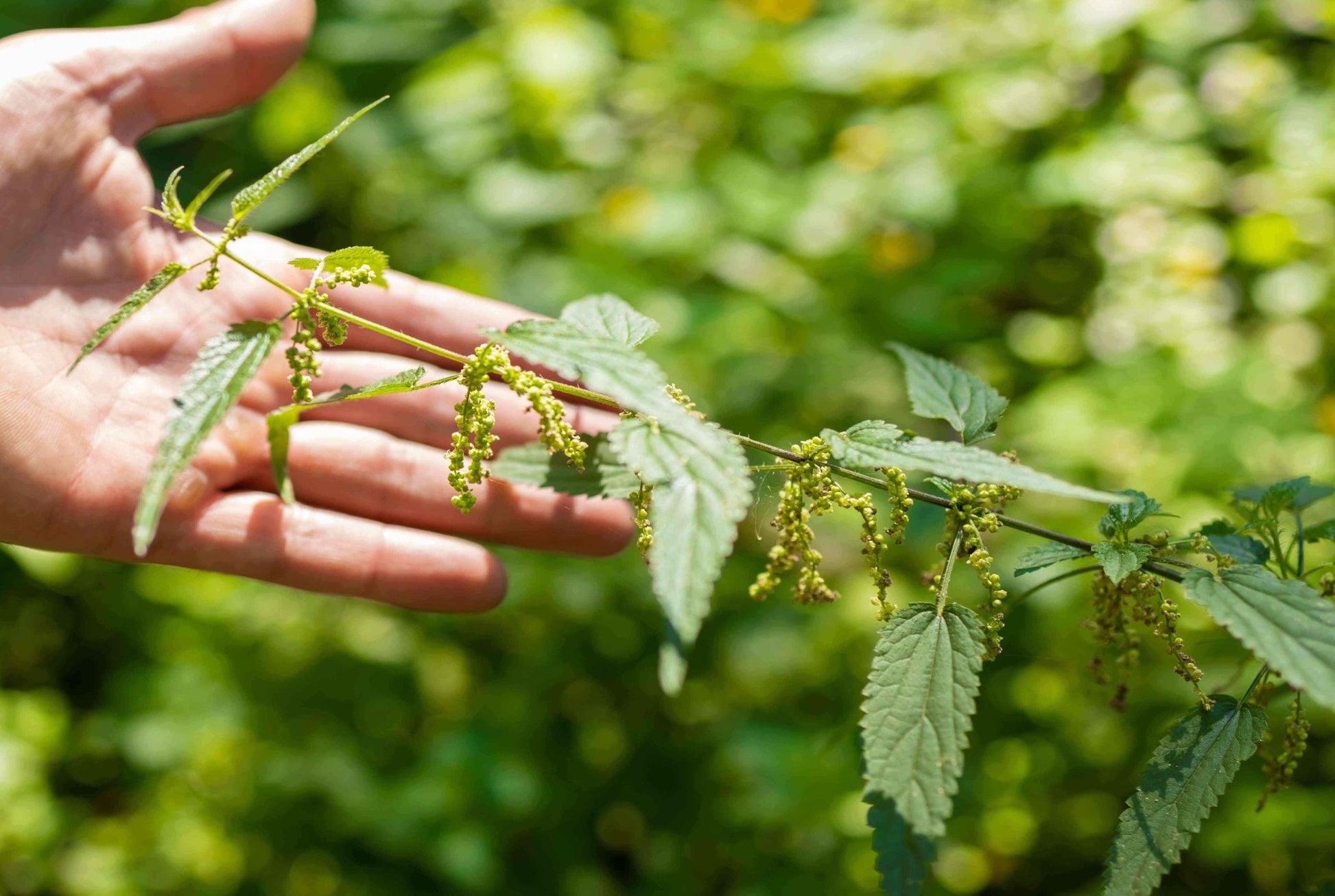 Wild Stinging Nettle Usage Guide - Kootenay Woman