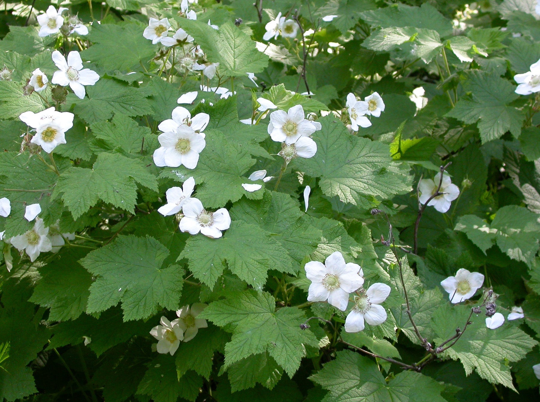 Wild Thimbleberry (Rubus parviflorus) Usage Guide - Kootenay Woman