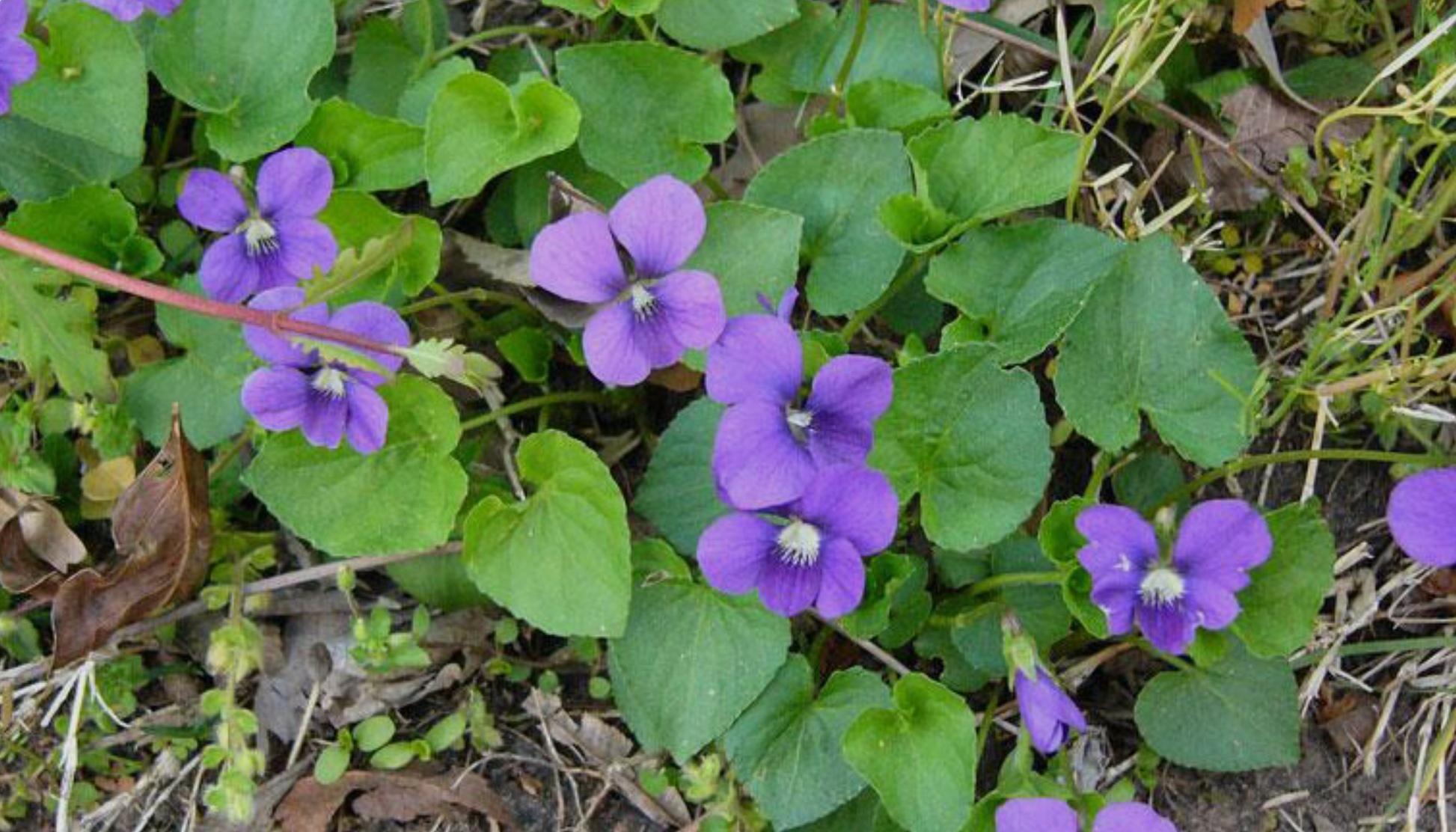 Wild Violets: A Complete Foraging & Usage Guide - Kootenay Woman